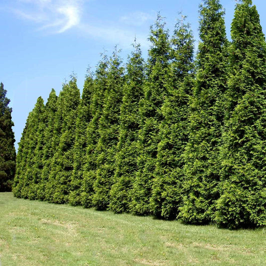 Green Giant Thuja Arborvitae tree dense green foliage
