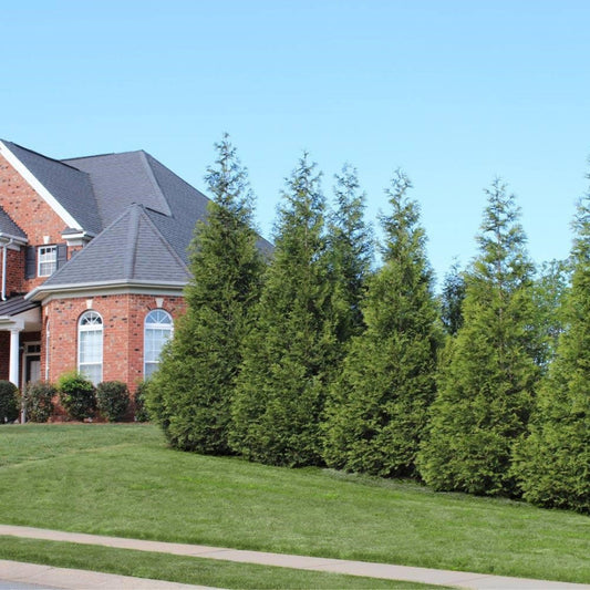 Green Giant Thuja Arborvitae tree natural shape