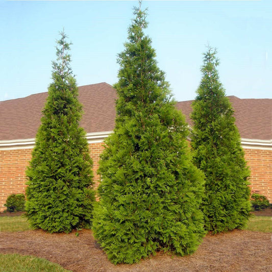 Green Giant Thuja Arborvitae privacy fence planting