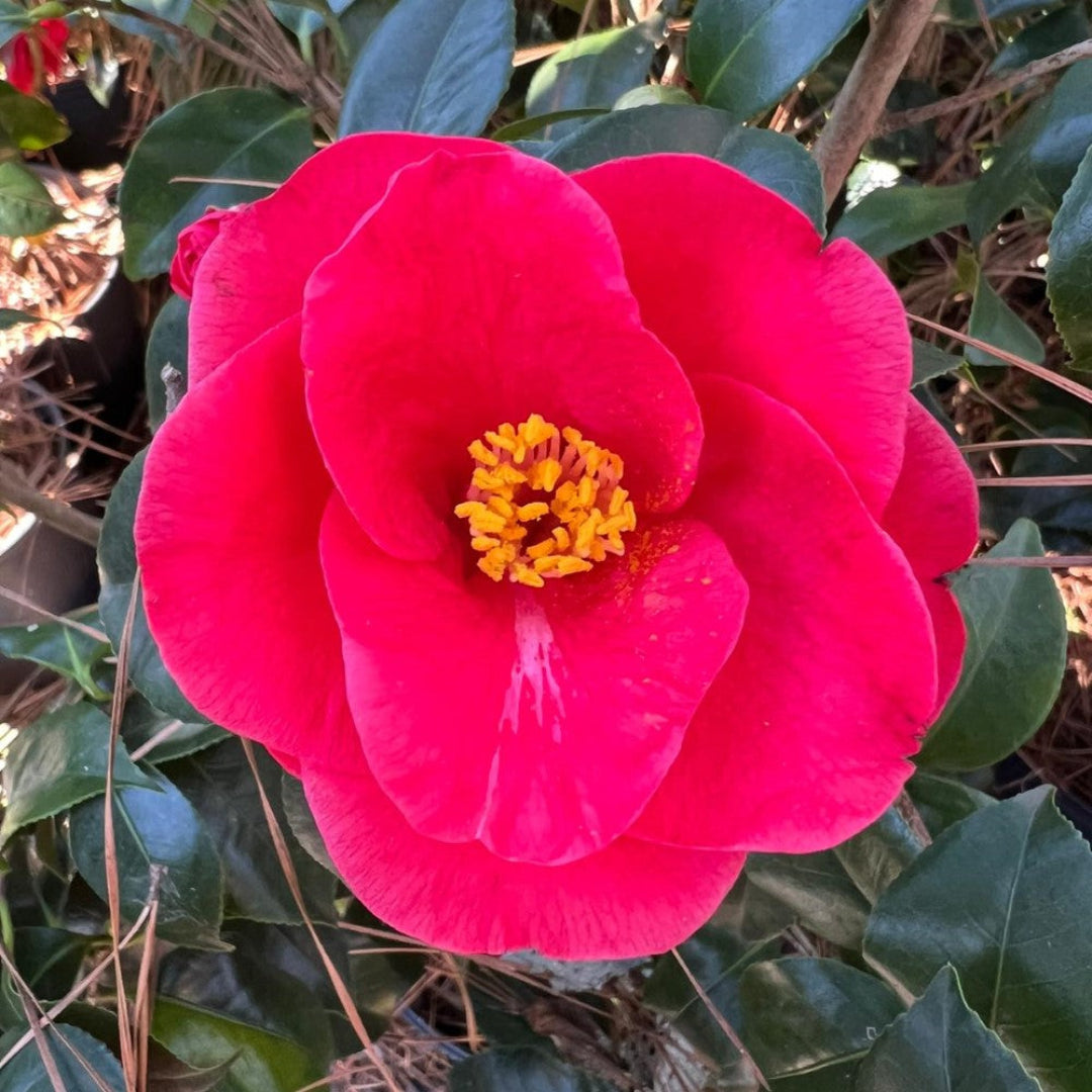 Greensboro Red Camellia shrub with deep red layered blooms and glossy evergreen foliage