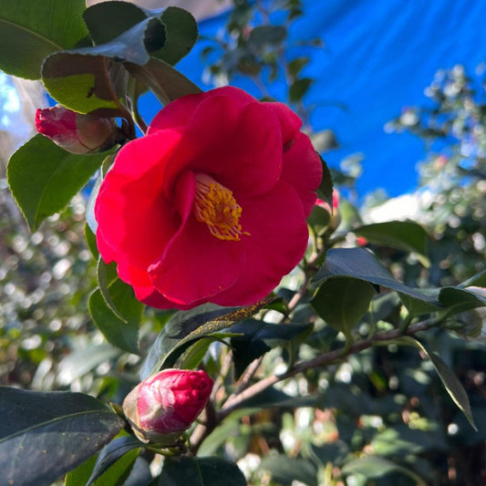Close-up of Greensboro Red Camellia flower showing rich red petals and full blossom form