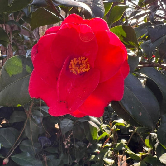 Healthy Greensboro Red Camellia plant with vibrant red flowers and dark green leaves