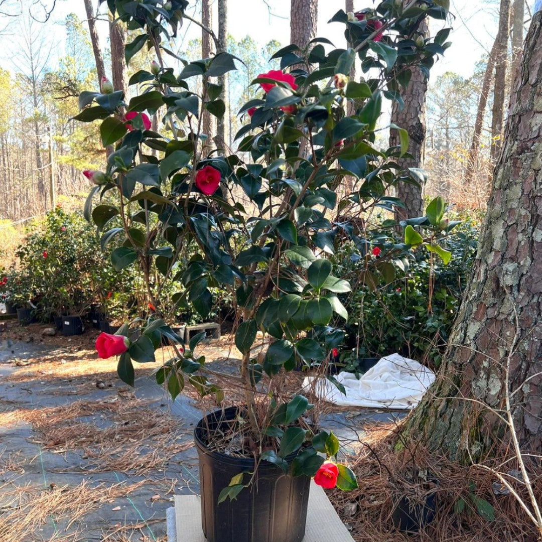 Red camellia flower cluster from the Greensboro variety featuring vivid color and texture