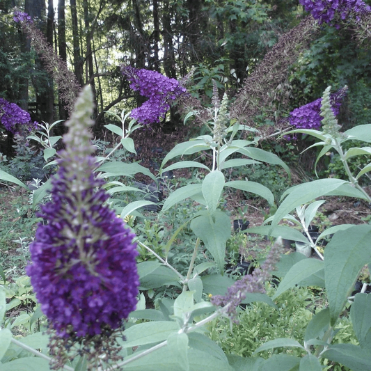 Griffin Blue Butterfly Bush 3 gallon flowering plant for outdoor planting