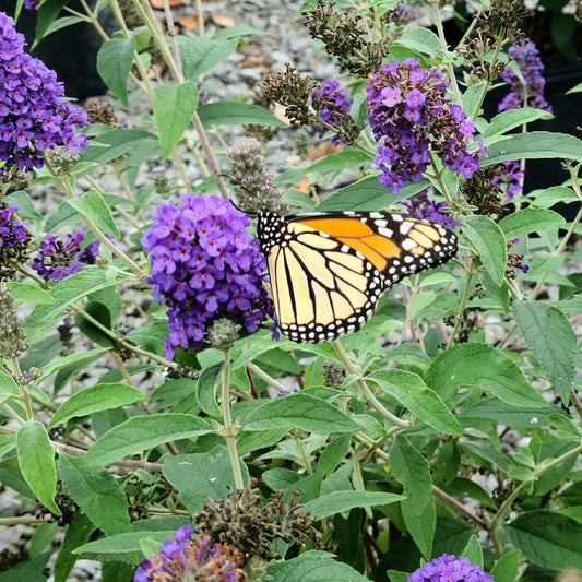 Griffin Blue Buddleia shrub with dense blue flower spikes outdoors