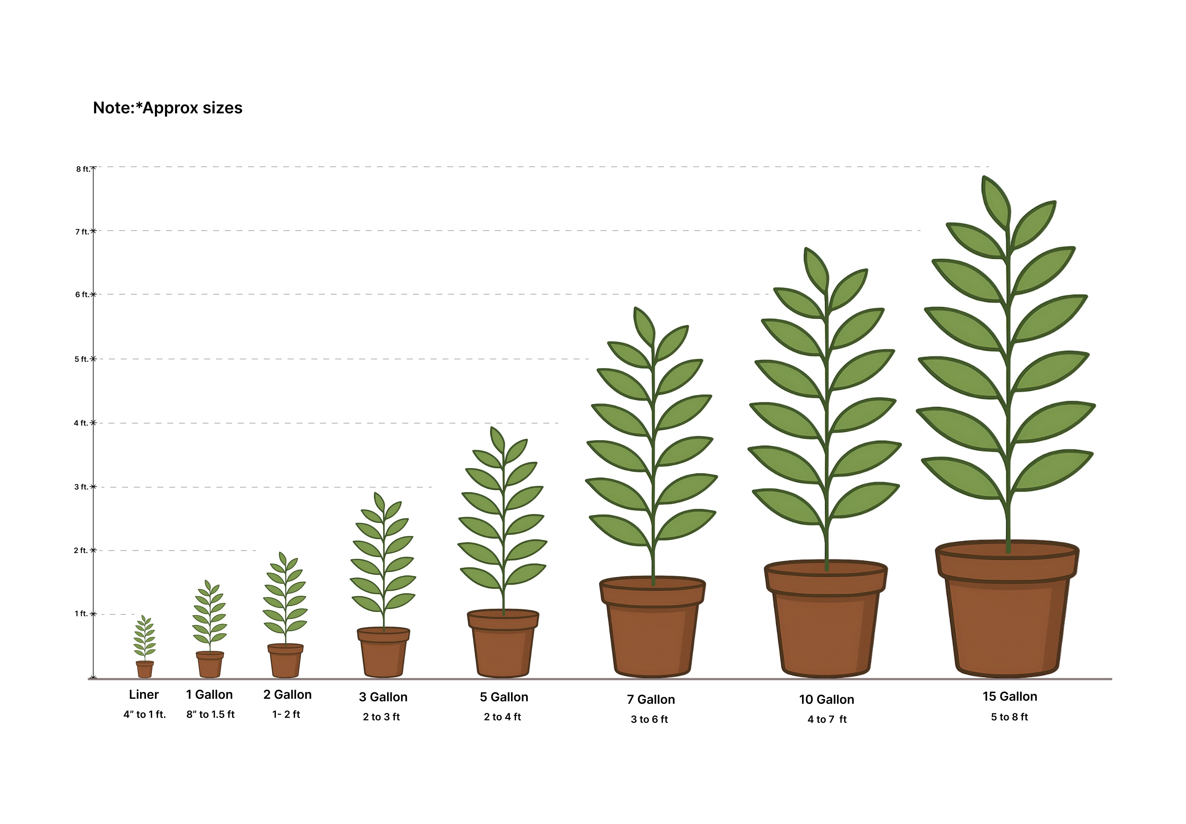 Healthy White Panicle Hydrangea group