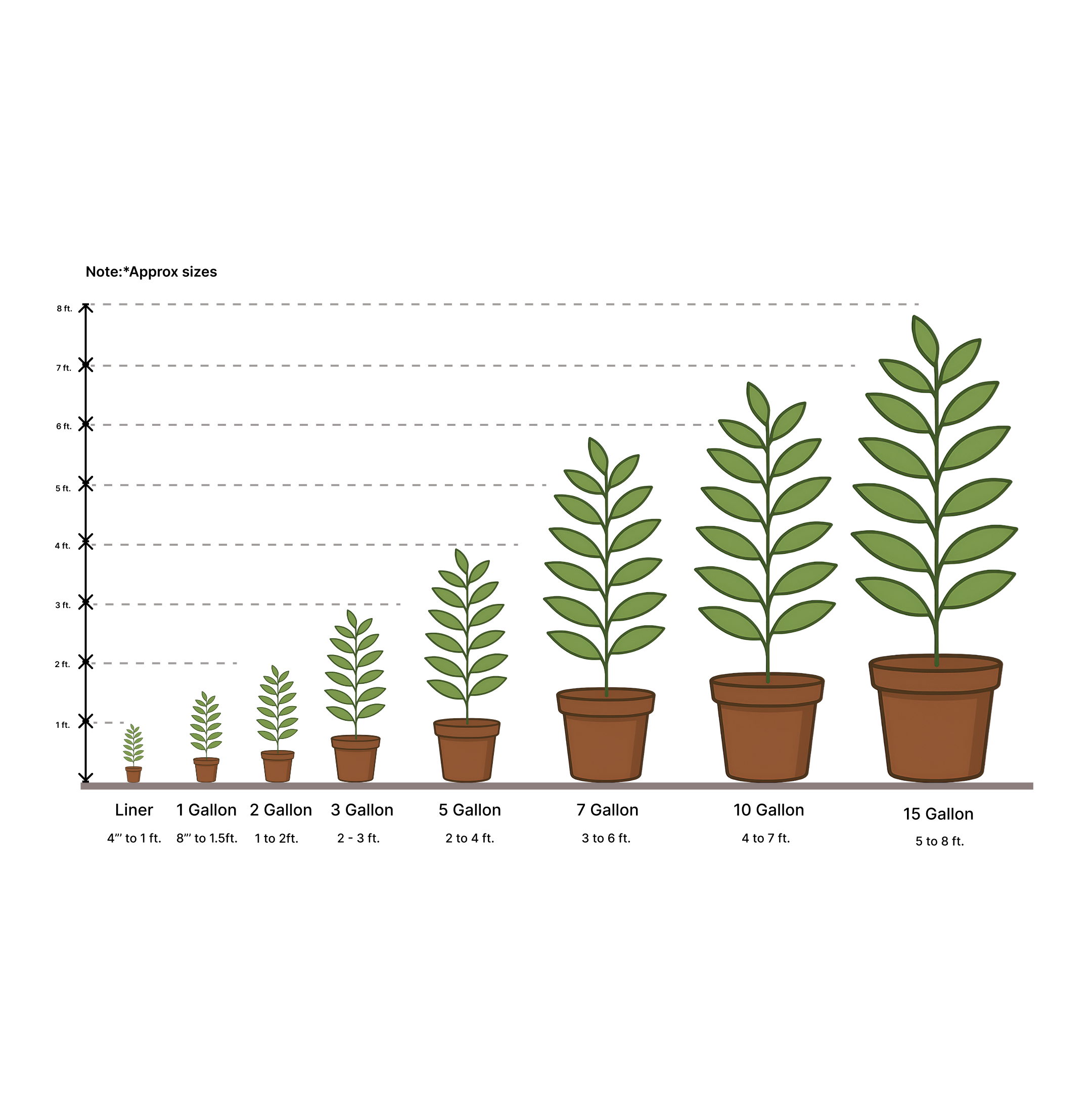 Elfin Thyme plant size chart