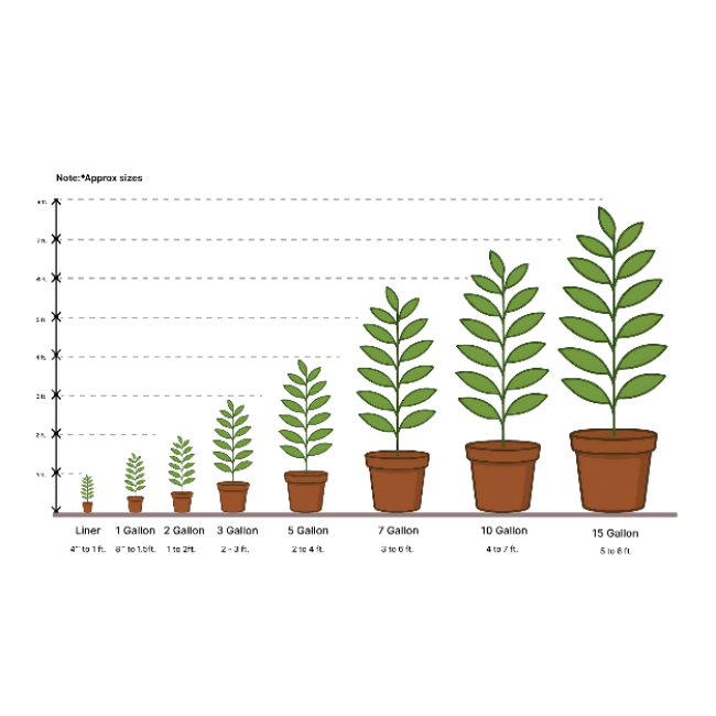 Blueberry plant size guide chart displaying growth from small to mature
