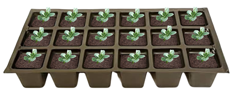 Ajuga reptans Bronze Beauty plant pack