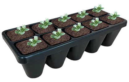 Bulk Ajuga Bronze Beauty groundcover set