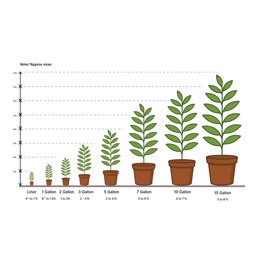 Growing instructions for Texas Everbearing Fig Tree
