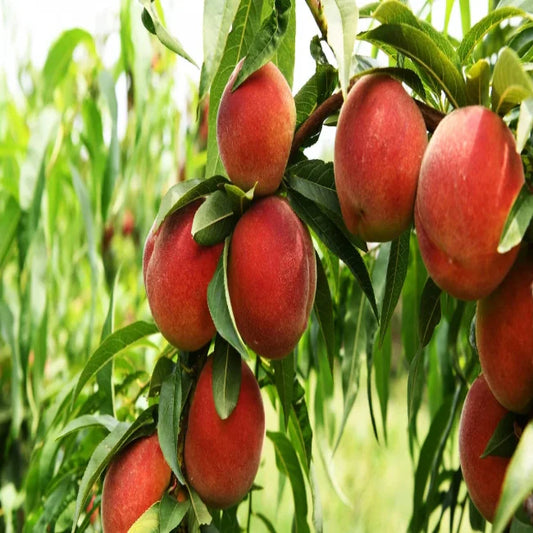 Grow your own Carored peach tree for fresh homegrown peaches