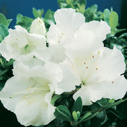 Gumpo White Azalea shrub showing clusters of soft white flowers and compact branching