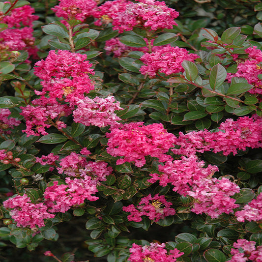 Pocomoke Dwarf Crape Myrtle – Deep Rose-Pink Blooms | Zones 6–9 live plant for landscaping and home gardens