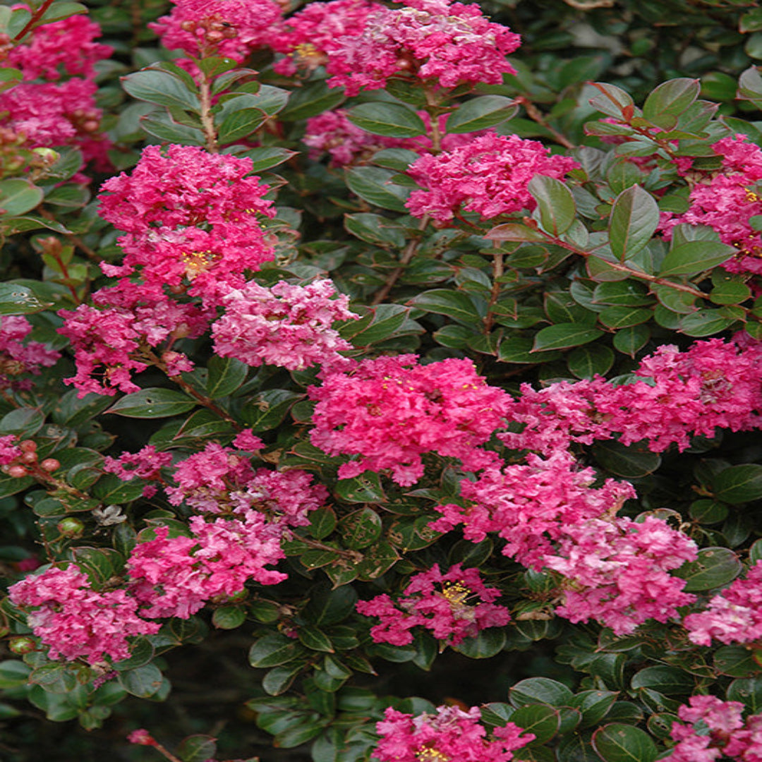 Crape myrtle Pocomoke plant in nursery container
