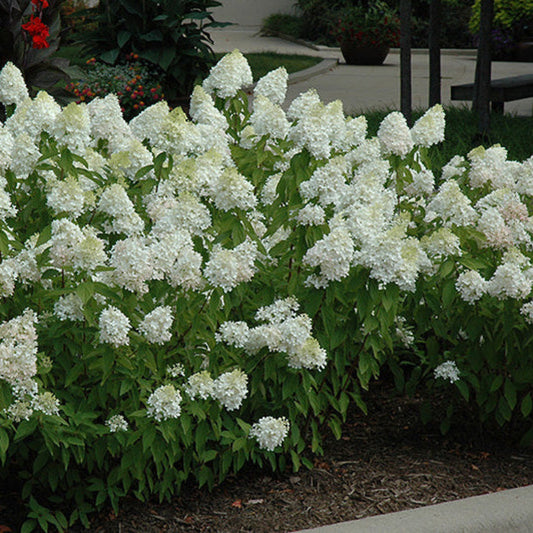 Sweet Summer Panicle Hydrangea Bush in Full Bloom