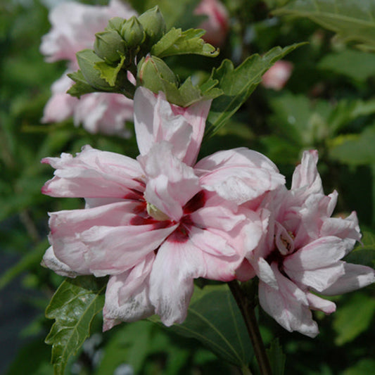 Blushing Bride Rose of Sharon plant growing upright with green foliage