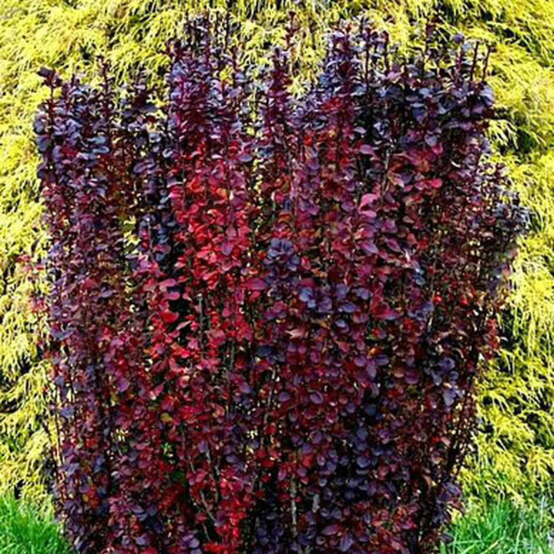 homeandgardensforless.com