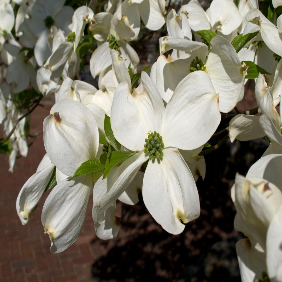 Mixed Dogwood varieties in one combo tree