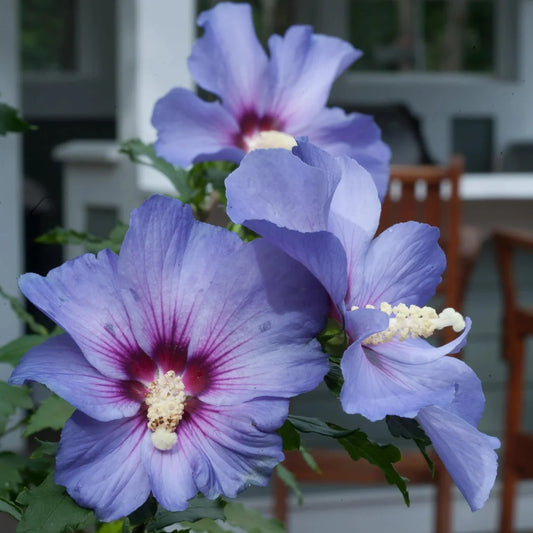 Bluebird Rose of Sharon Flower Center Detail