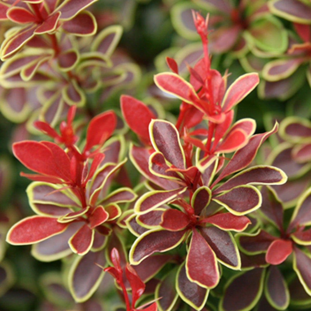 Admiration' Barberry – flowering shrub