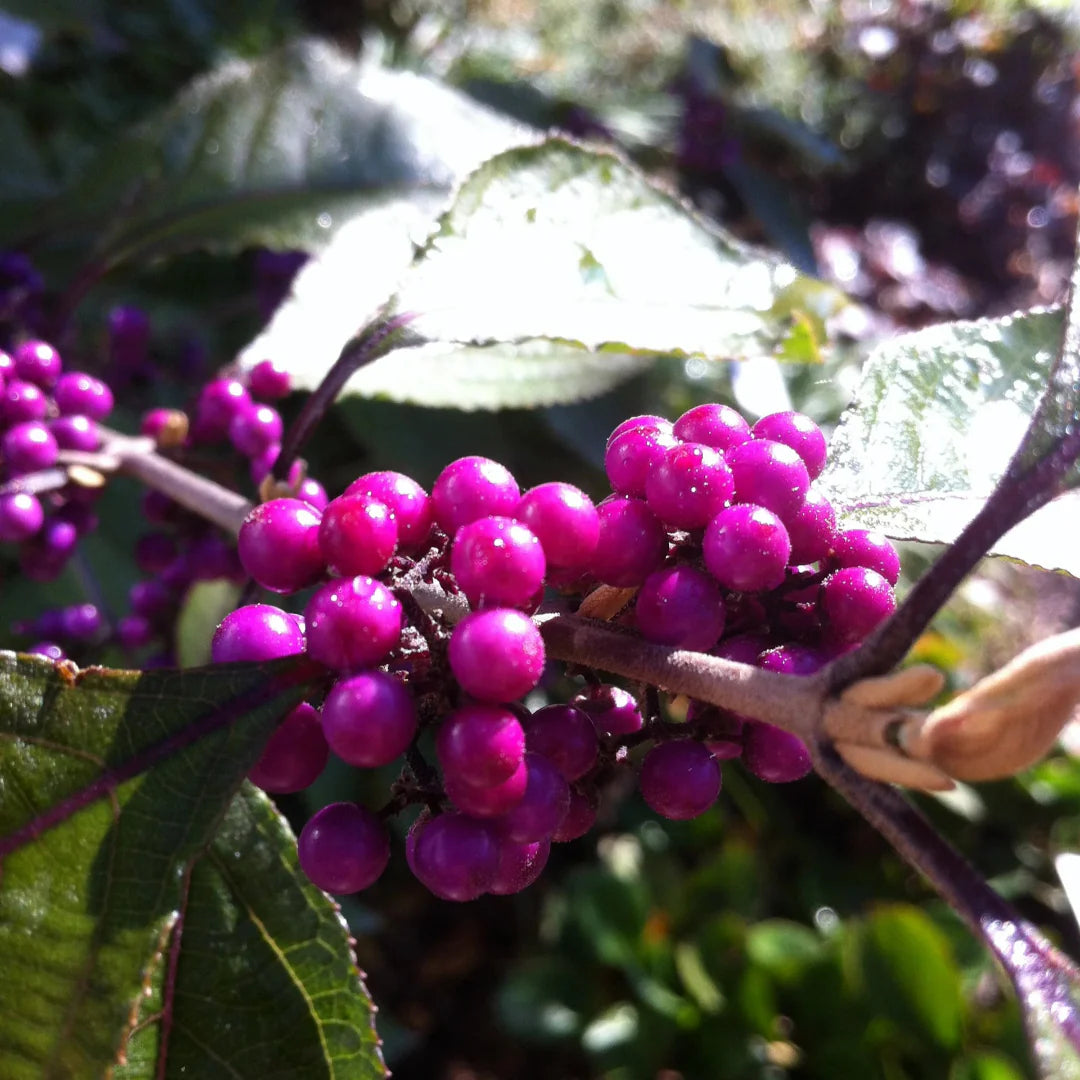 Issai Beautyberry shrub fall berry display