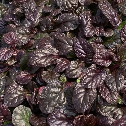 Ajuga Feathered Friends 'Fierce Falcon'