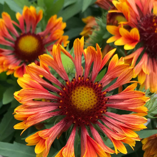 Gaillardia 'SpinTop Mariachi Copper Sun Improved' Blanket Flower