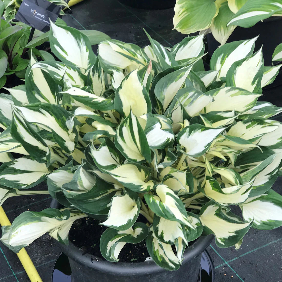 Hosta 'Fire and Ice'