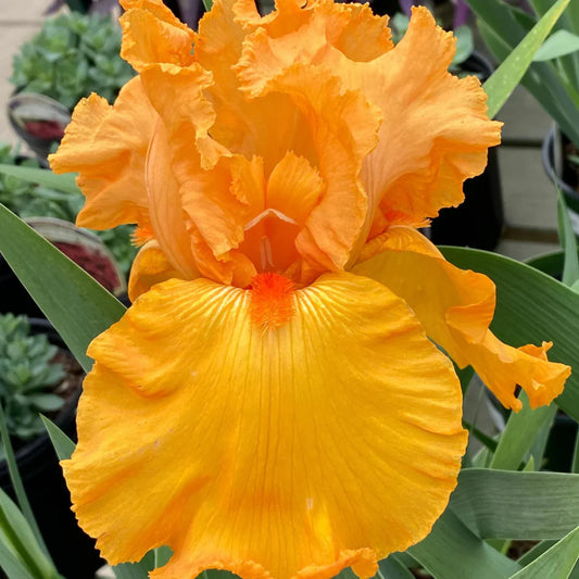 Iris germanica 'Savannah Sunset' – evergreen