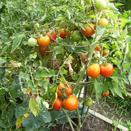 Tomato Plant 'Celebrity' – vegetables