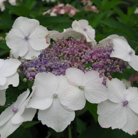 Close-up of Hydrangea ‘Tokyo Delight’ showing white outer florets turning blush pink
