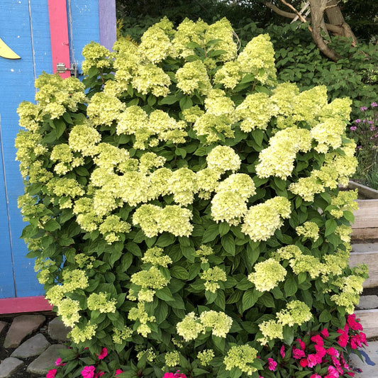 Little Lime Hydrangea – Compact Panicle Hydrangea | Lime to Pink Blooms | Zones 3–8 live plant for landscaping and home gardens