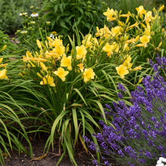 Happy Returns Daylily
