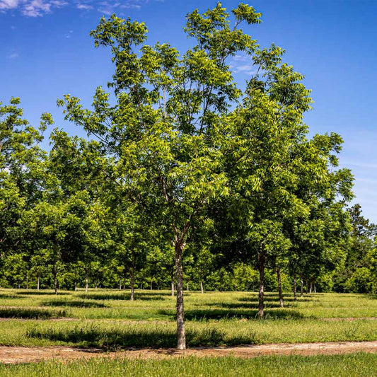 Hardy pecan tree plant ready for planting in home orchard