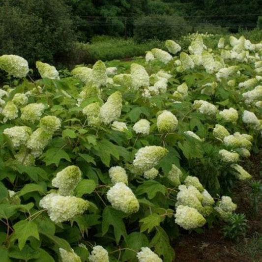 Plant size gallon chart showing growth stages for hydrangeas