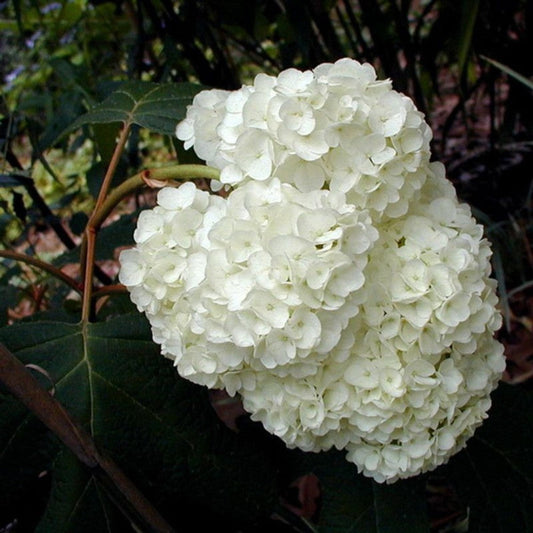 Harmony Oakleaf Hydrangea shrub with large white flower clusters