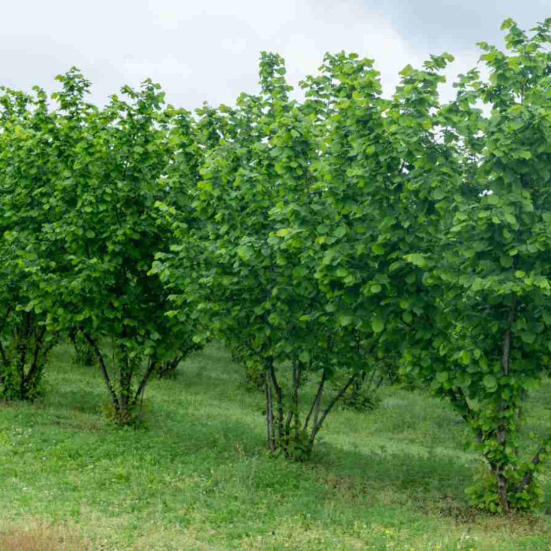 Buy American Hazelnut Tree Plants & Trees Online | Pixies Gardens