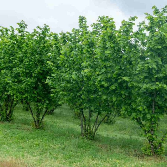 American Hazelnut Tree native nut bearing plant