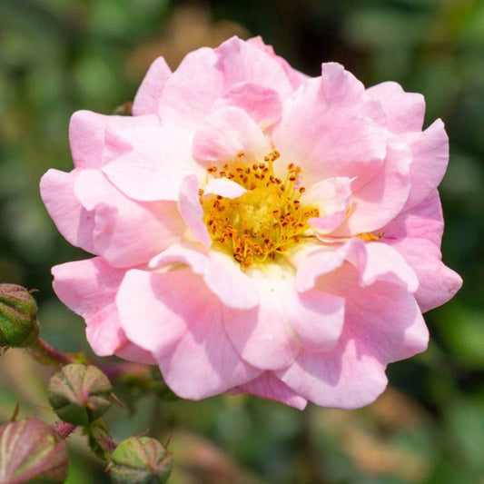 Light pink clusters brighten Blushing Drift Rose plant