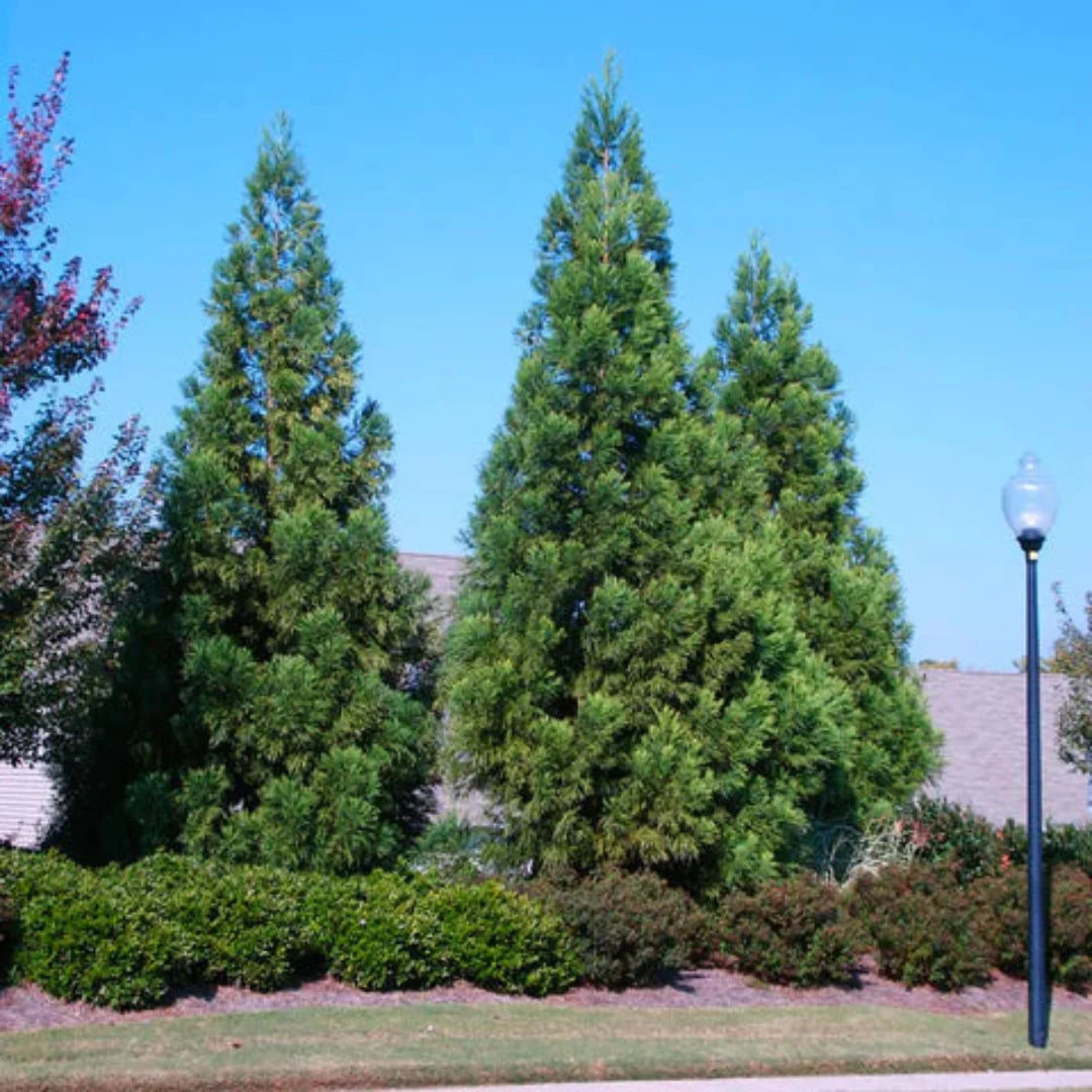 Healthy Cryptomeria Radicans branches with dense, fluffy green needles