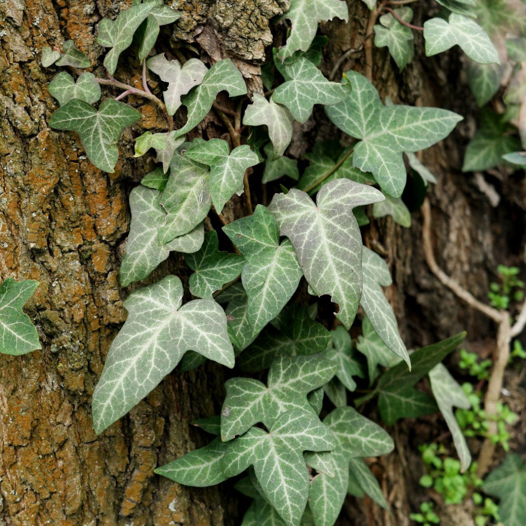 Hedera Helix English Ivy growing as wall cover
