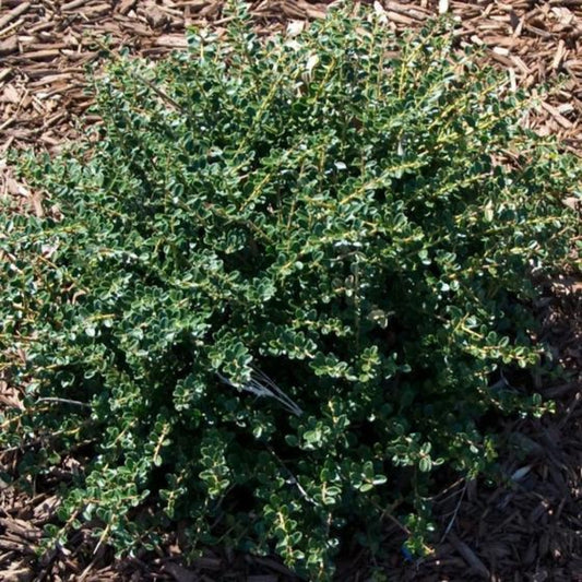 Helleri Holly