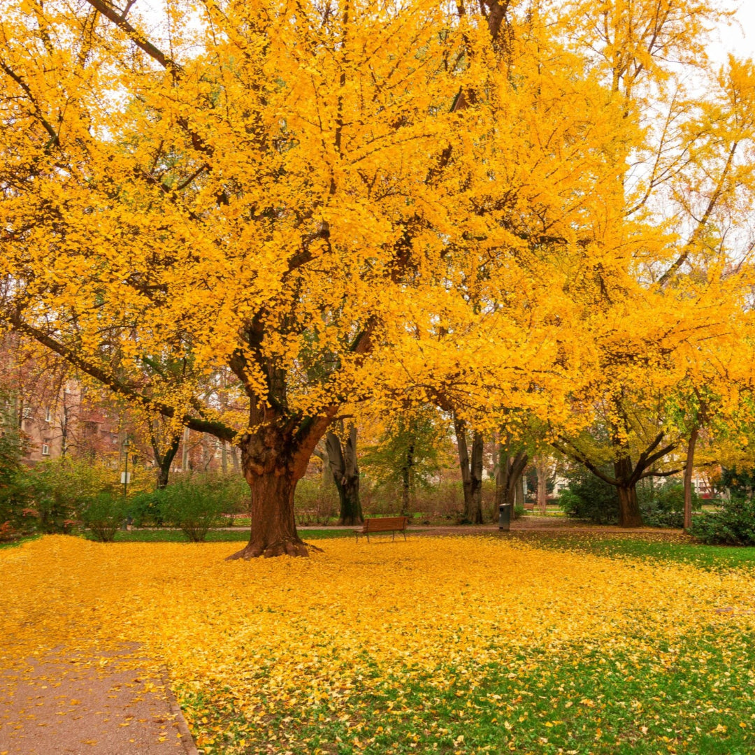 Maidenhair tree in vibrant autumn colors