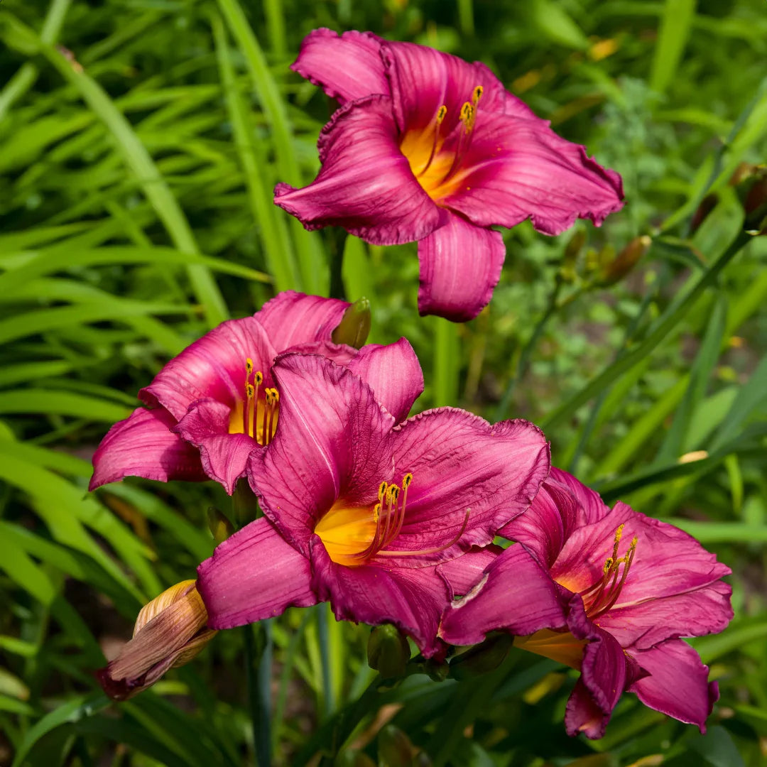 Hemerocallis Purple d’Oro Flowers