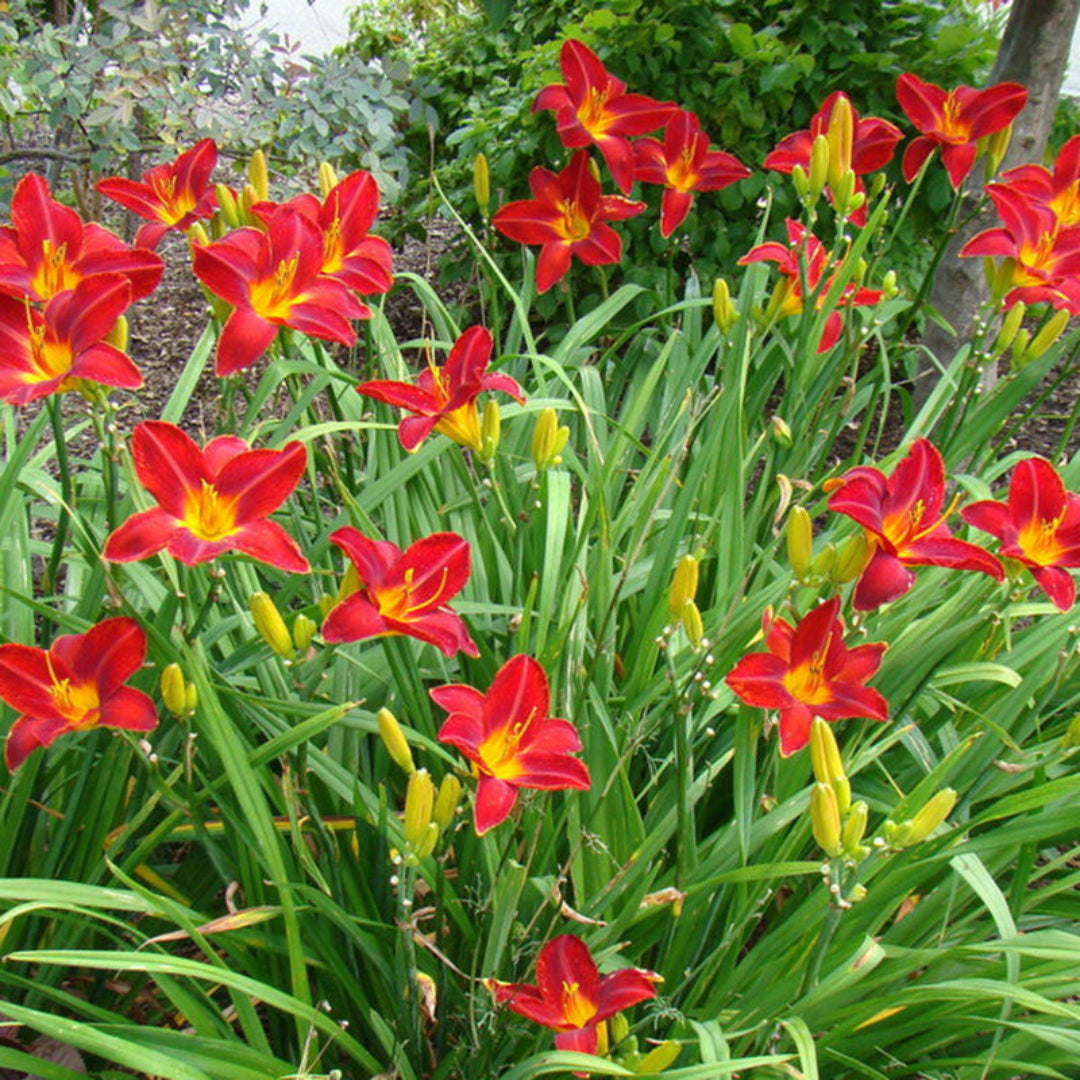 Hemerocallis Autumn Red Daylily close-up flowers