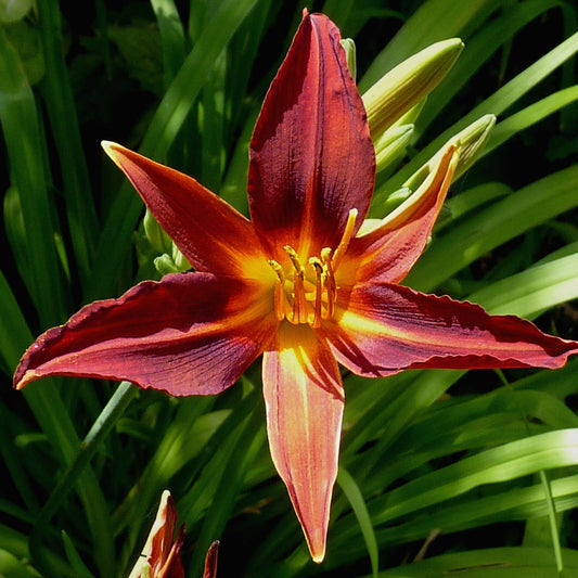 Sammy Russell Daylily with bright red blooms