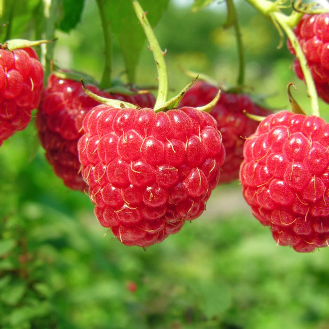 Healthy Heritage Raspberry shrub with fresh berries ready for picking