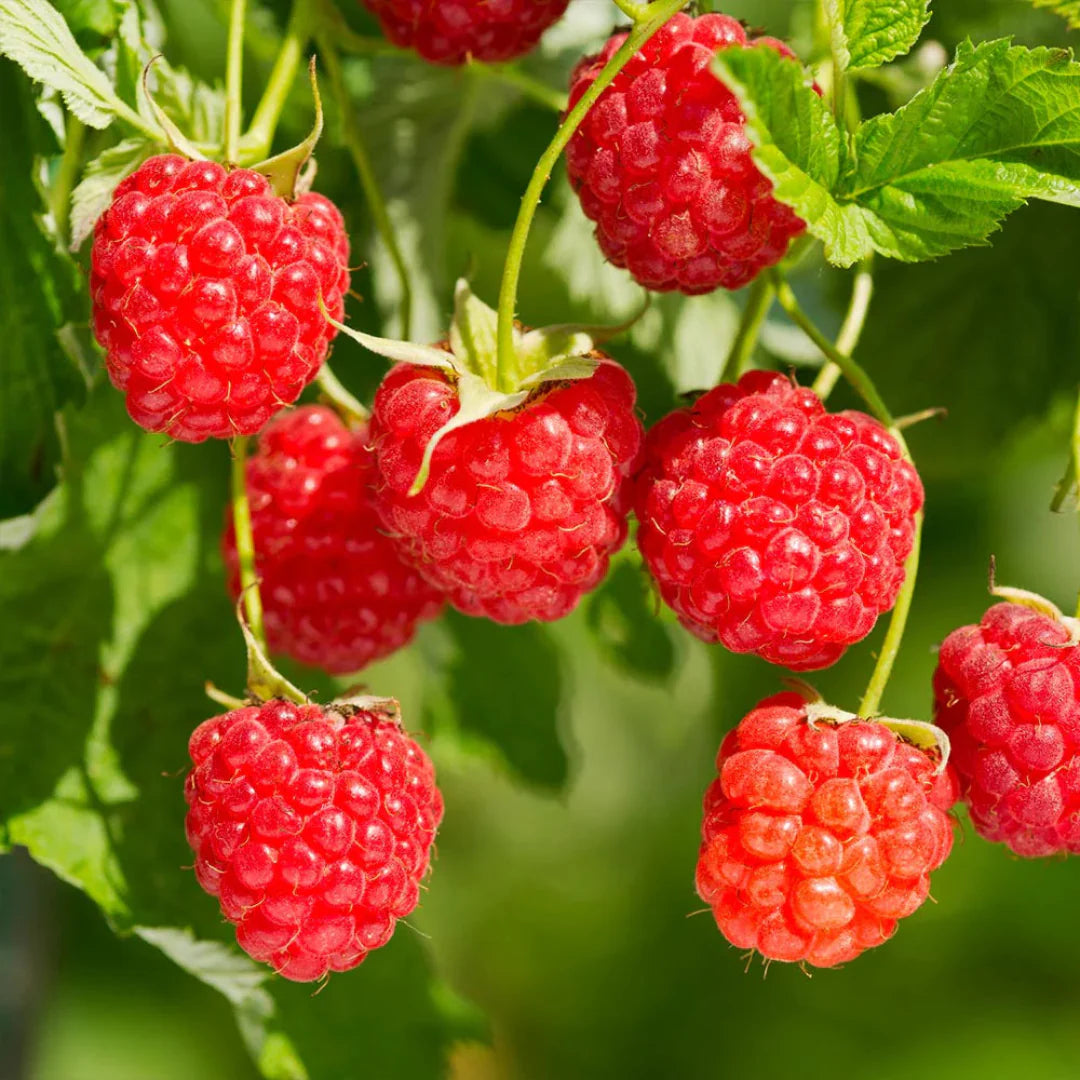 Close-up of Heritage Raspberry cane showing ripening berries and fresh leaves