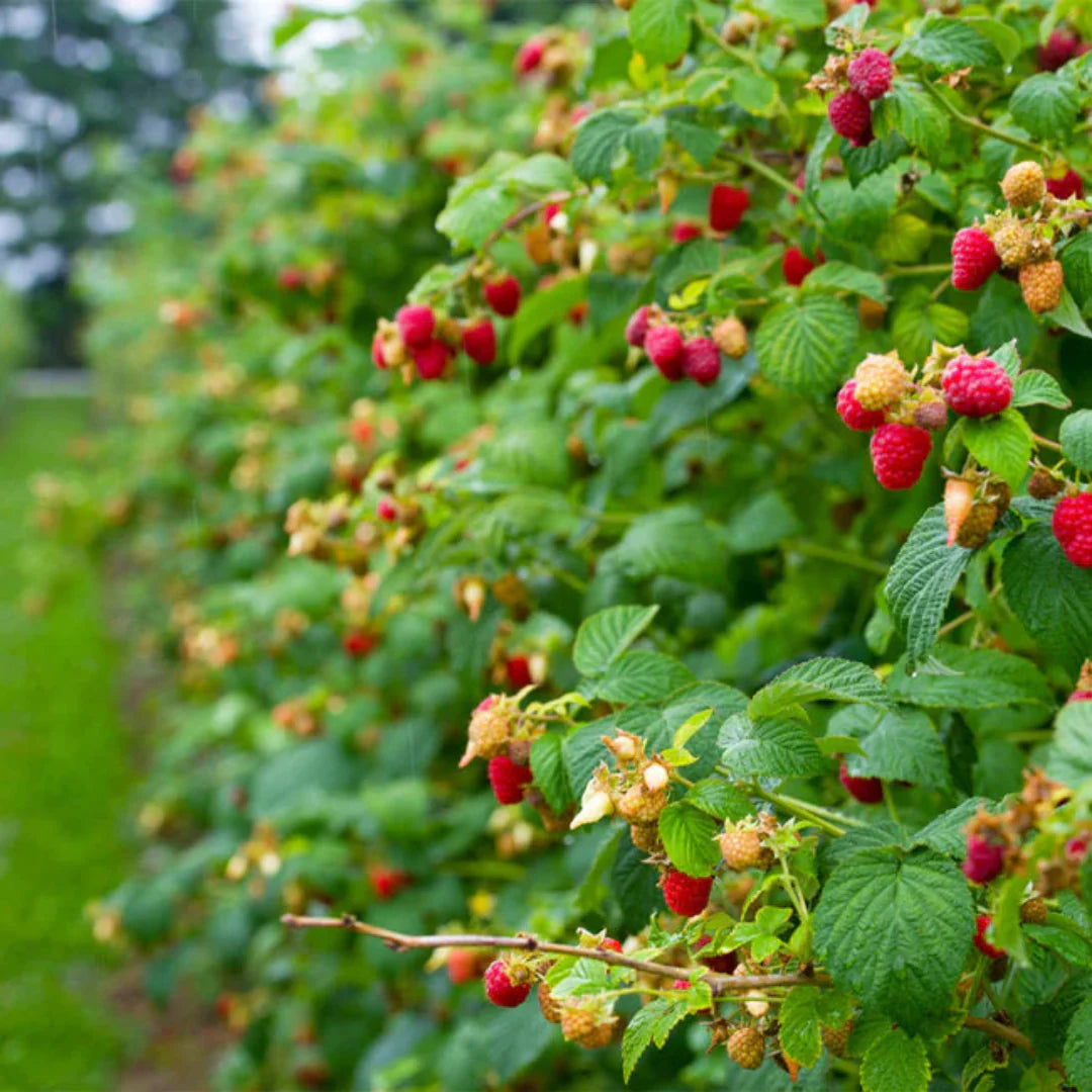 Heritage Raspberry plant loaded with fruit clusters and lush foliage